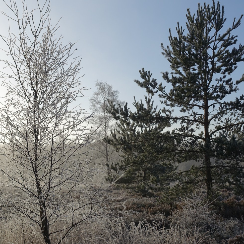 Snowy trees, West Sussex
