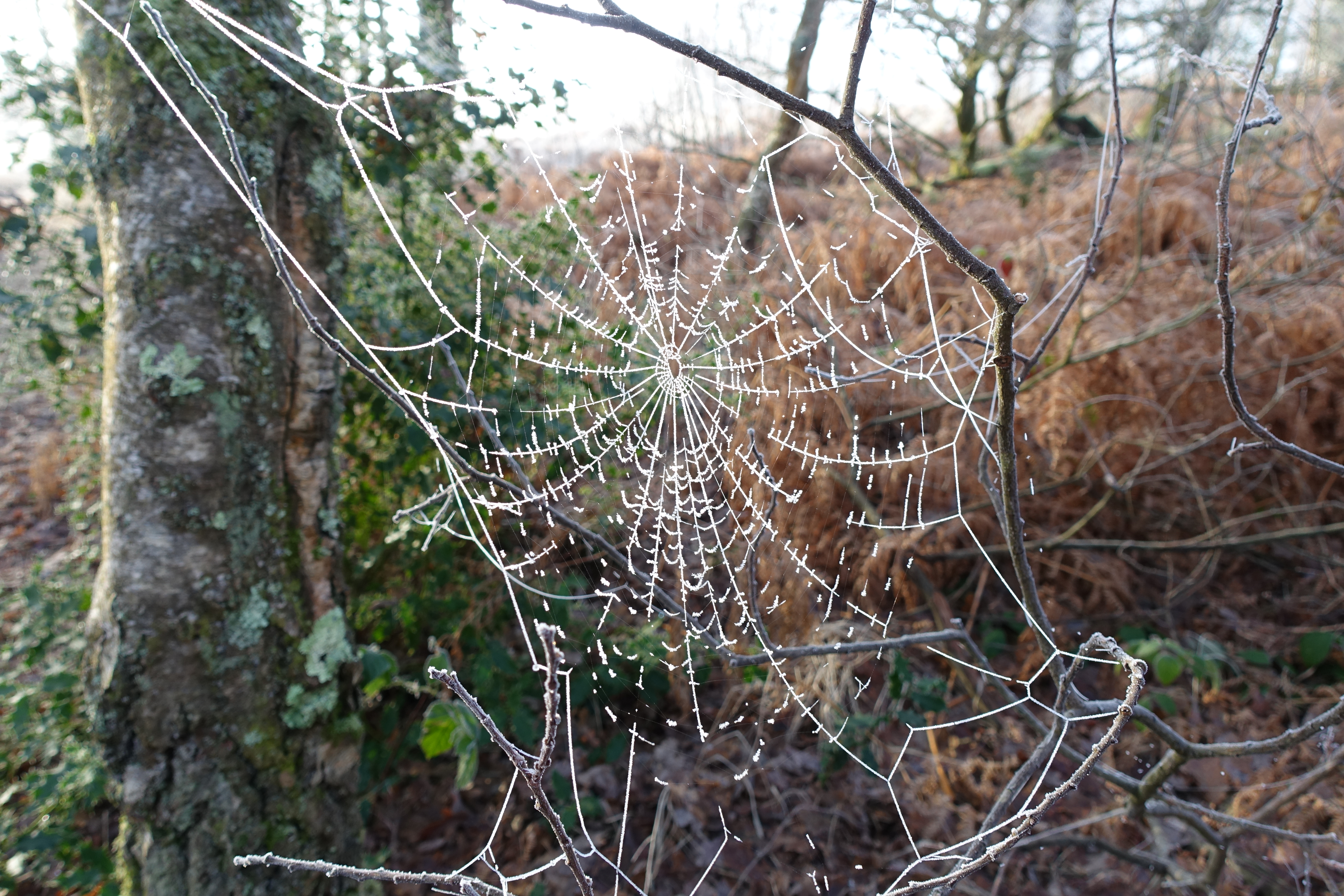 Frosty web, West Sussex