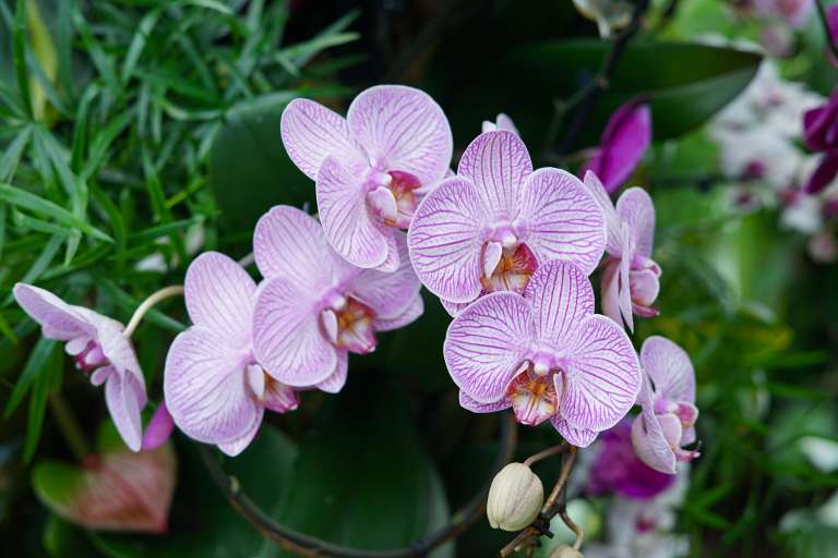 Princess of Wales Conservatory, Kew Gardens