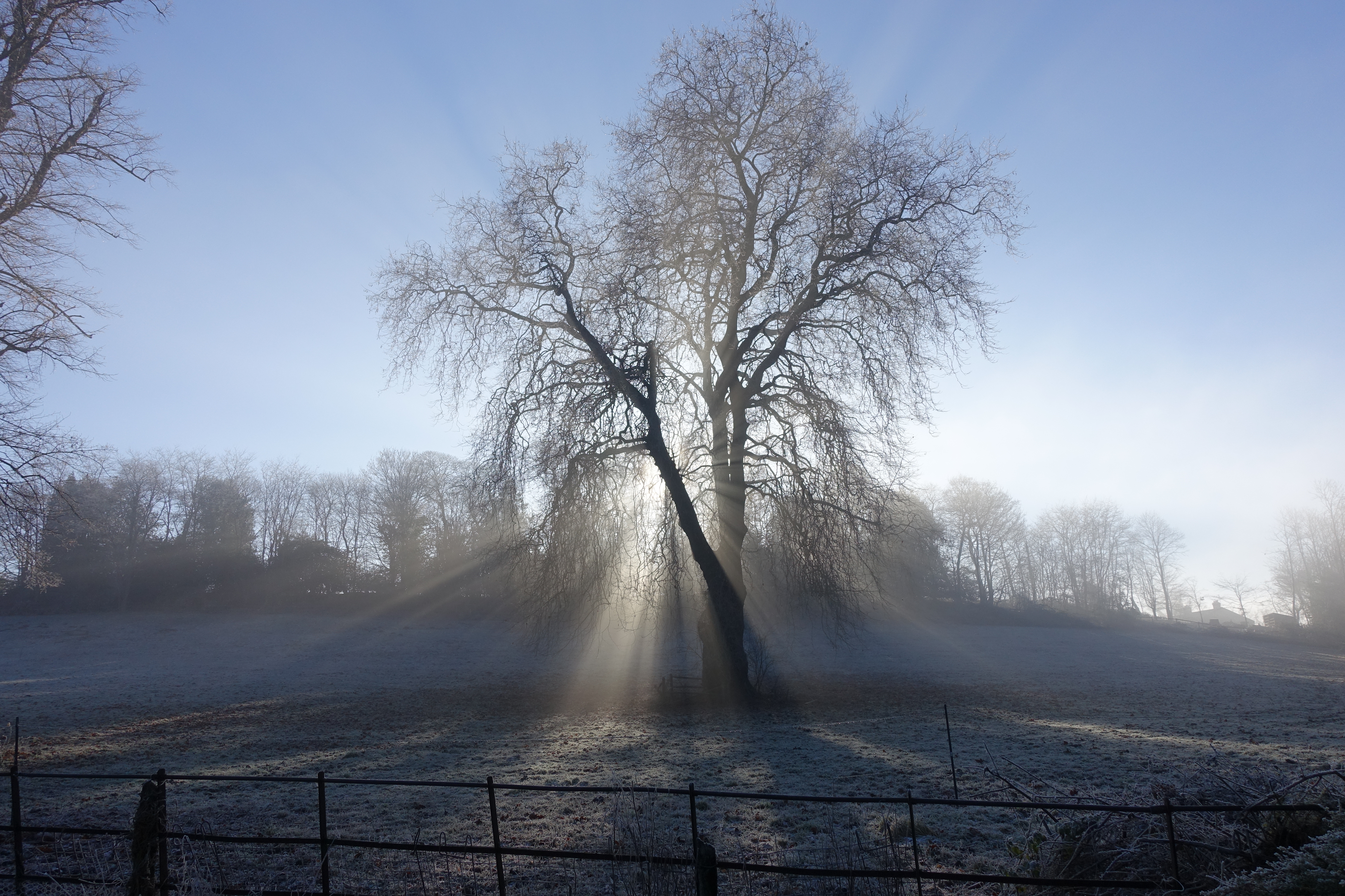 Misty tree, West Sussex